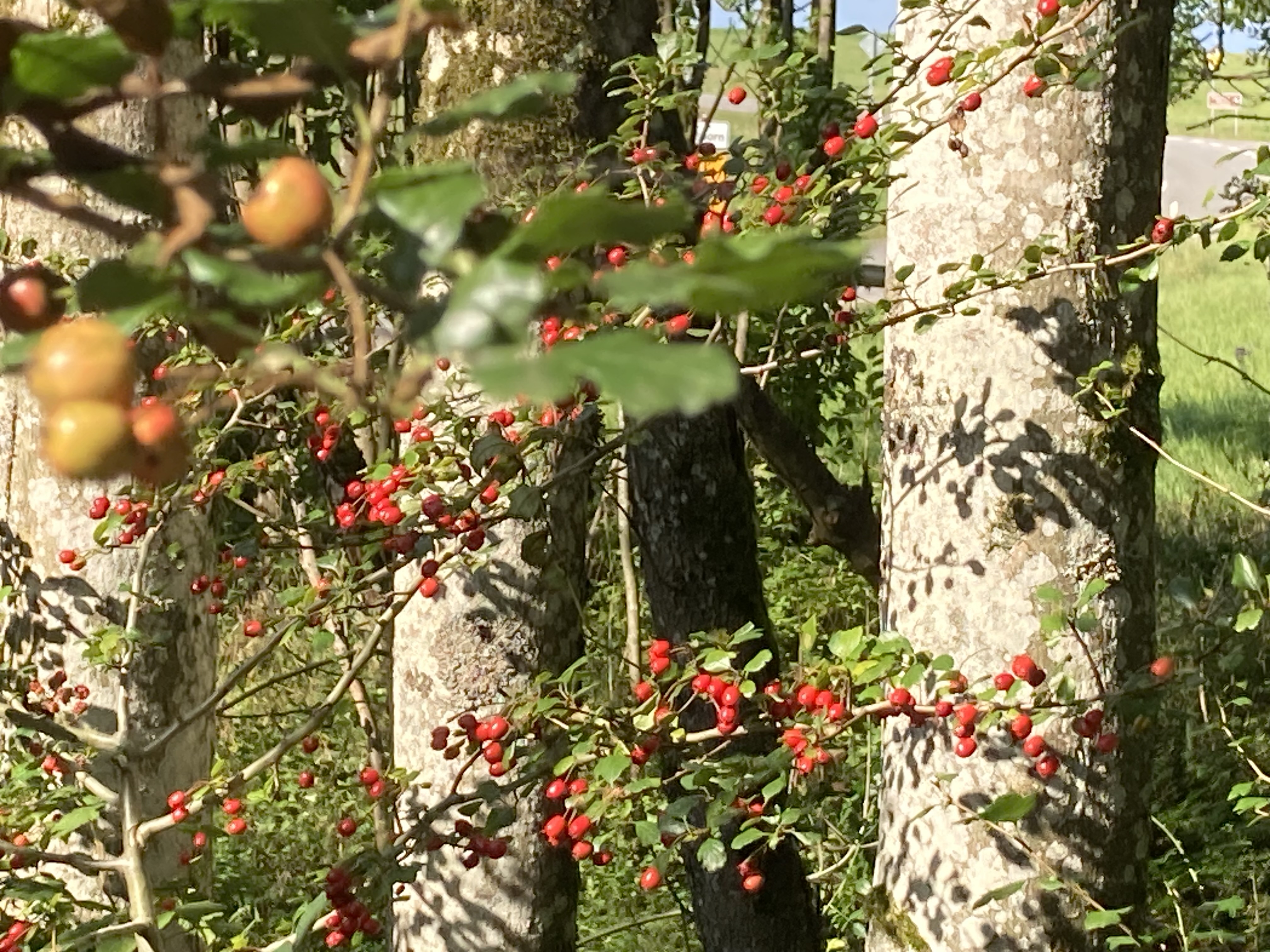 Kräuter in der Natur